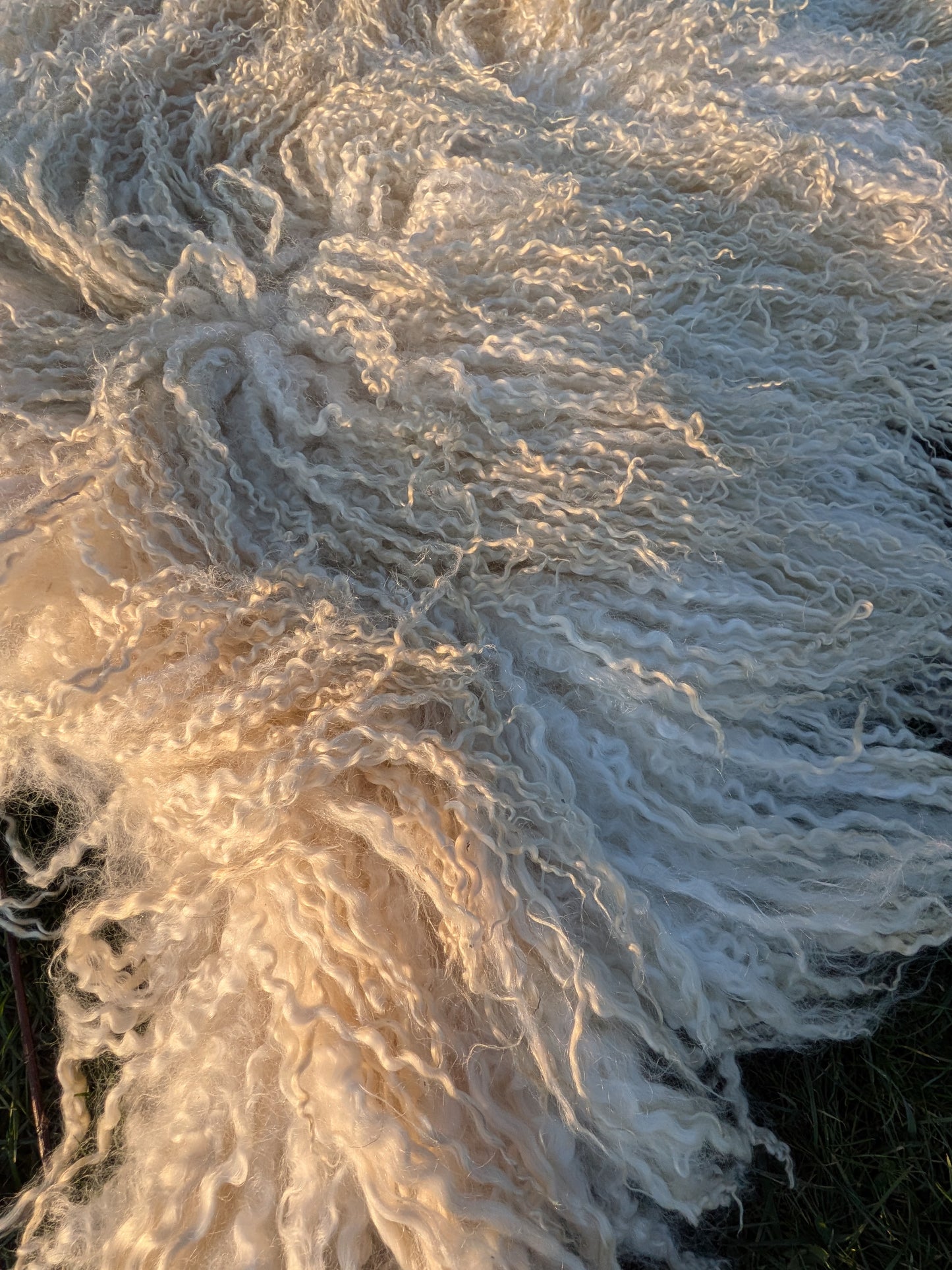 4. White Wensleydale Rug (145 cm x 100 cm)