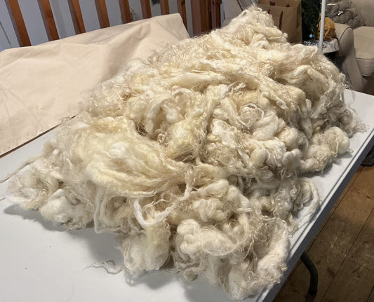 Valais Blacknose Fleece - 100g